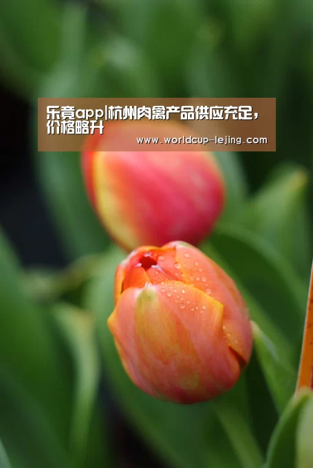 乐竟app|杭州肉禽产品供应充足,价格略升(图2) 乐竟体育