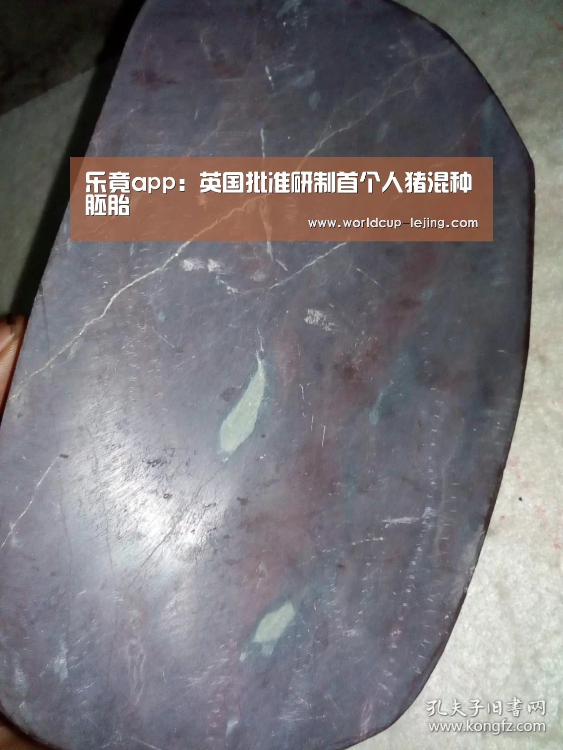 乐竟app:英国批准研制首个人猪混种胚胎(图1) 乐竟体育官网